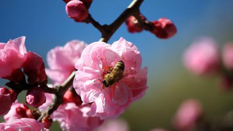 春天各色各样的小昆虫图片