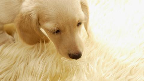 金毛寻回犬图片