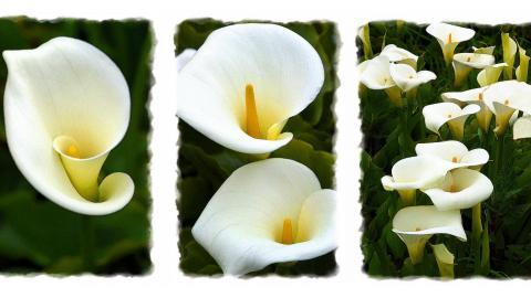 清新柔美的海芋花图片