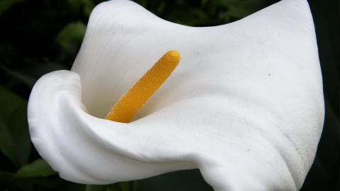 清新柔美的海芋花图片