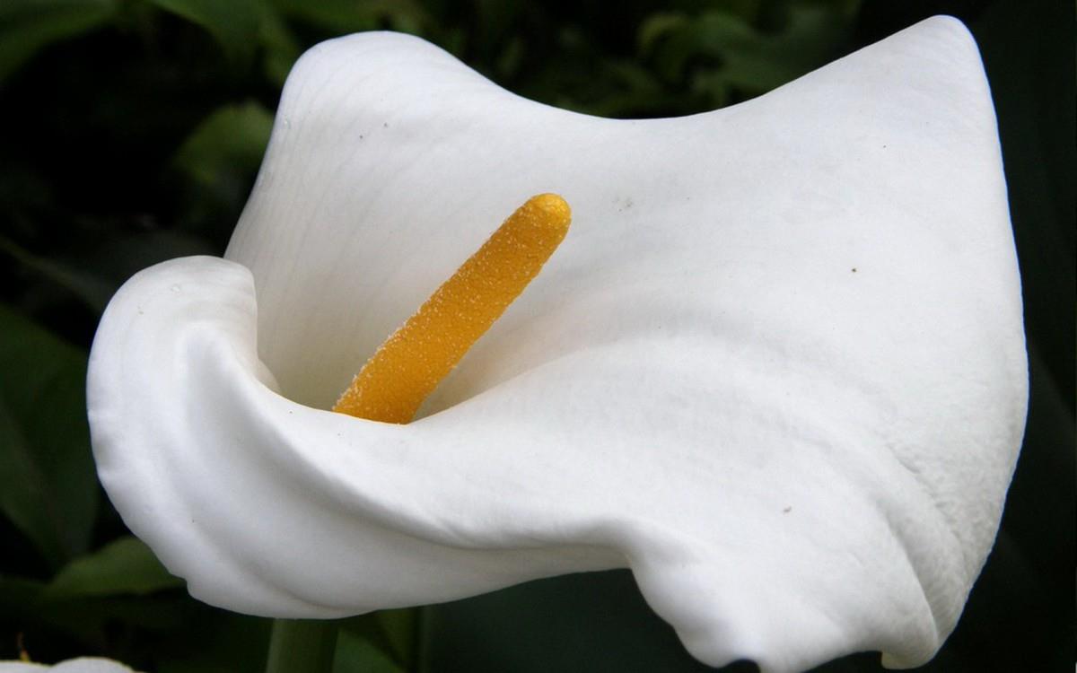 清新柔美的海芋花图片