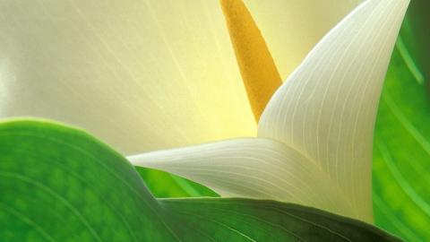 清新柔美的海芋花图片