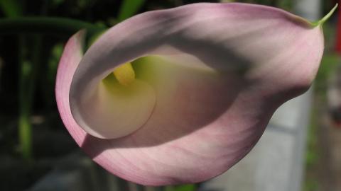 清新柔美的海芋花图片