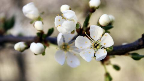 娇艳欲滴的花卉图片