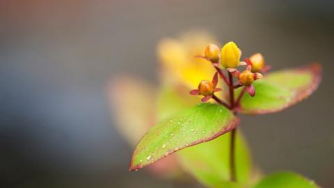 娇艳欲滴的花卉图片