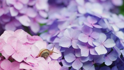 娇艳欲滴的花卉图片