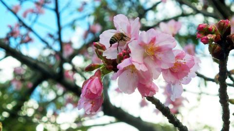春天各色各样的小昆虫图片