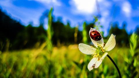 春天各色各样的小昆虫图片
