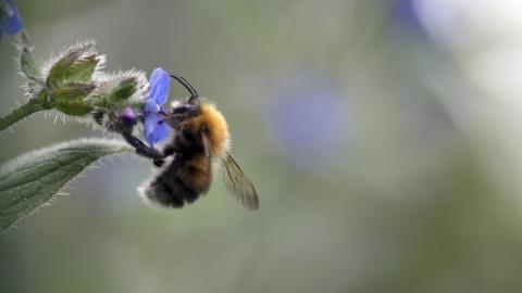 春天各色各样的小昆虫图片