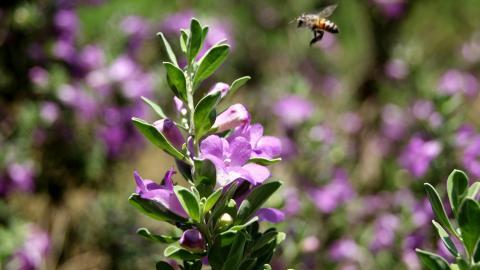春天各色各样的小昆虫图片