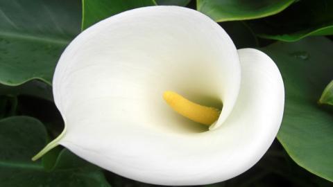 清新柔美的海芋花图片