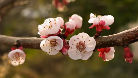 娇艳欲滴的花卉图片