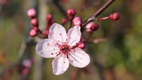 娇艳欲滴的花卉图片