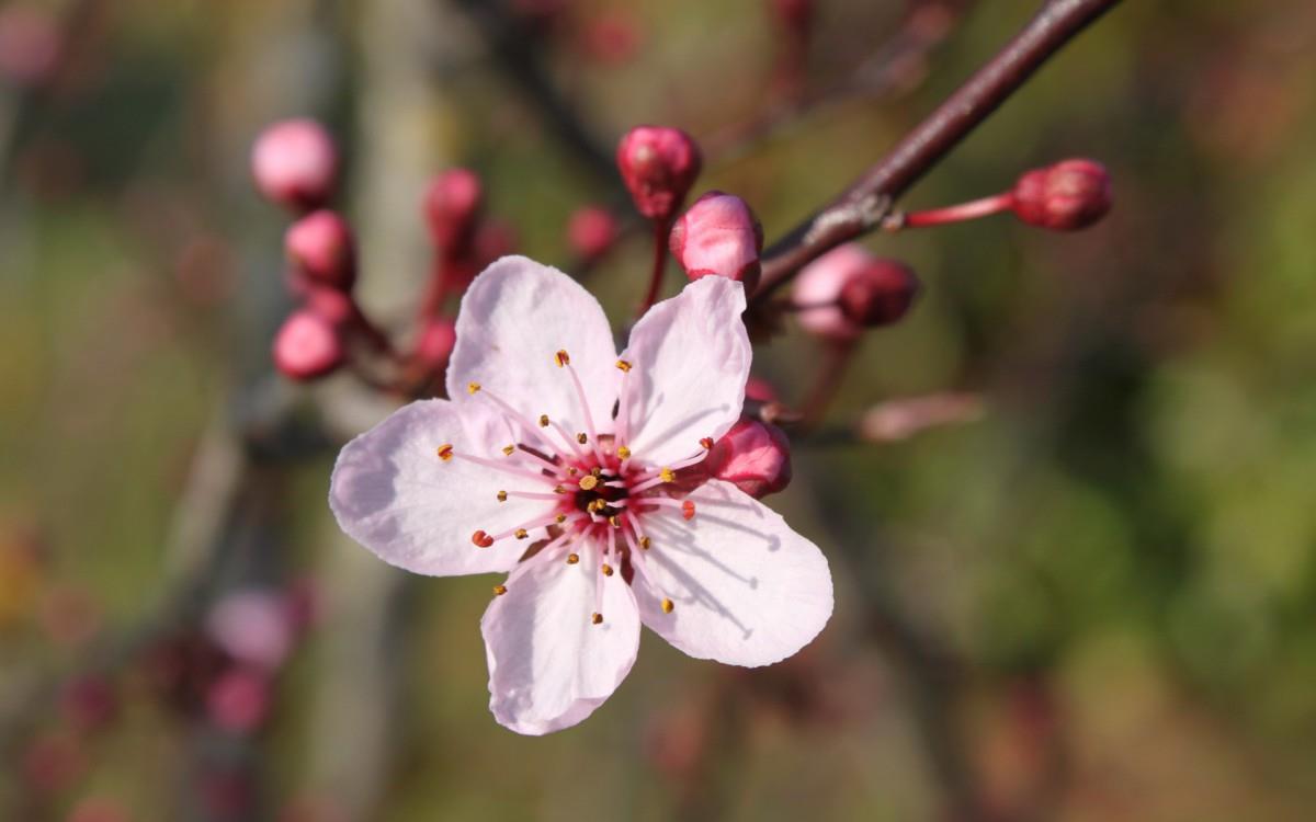 娇艳欲滴的花卉图片