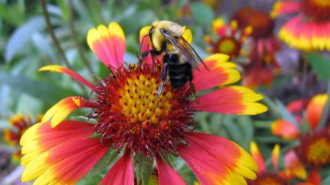春天各色各样的小昆虫图片
