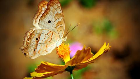 春天各色各样的小昆虫图片