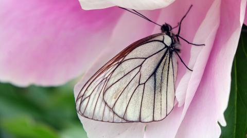 春天各色各样的小昆虫图片
