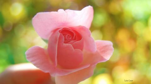 娇艳欲滴的花卉图片