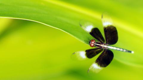 春天各色各样的小昆虫图片