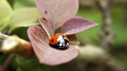 春天各色各样的小昆虫图片