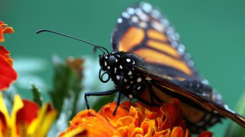 春天各色各样的小昆虫图片
