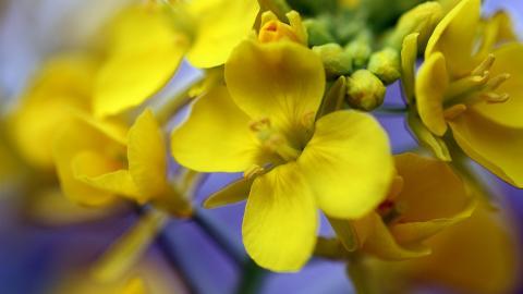 油菜花花海宽屏图片