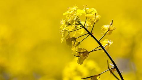 油菜花花海宽屏图片