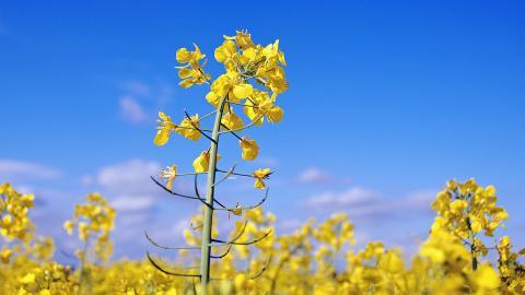油菜花花海宽屏图片