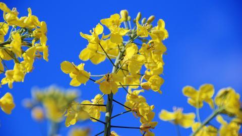油菜花花海宽屏图片