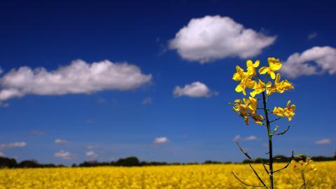 油菜花花海宽屏图片
