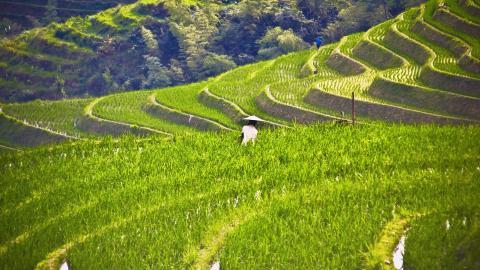 桂林龙胜龙脊梯田图片