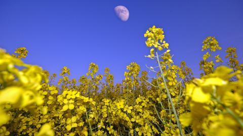 油菜花花海宽屏图片