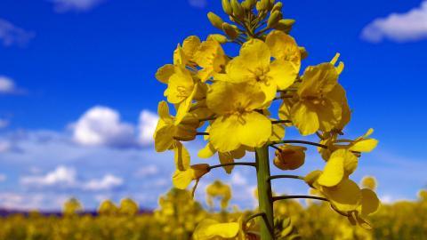 油菜花花海宽屏图片