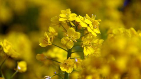 油菜花花海宽屏图片