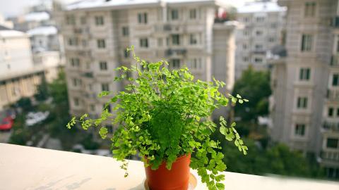 养眼护眼铁线蕨常绿草本植物图片