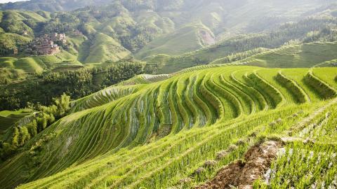 桂林龙胜龙脊梯田图片