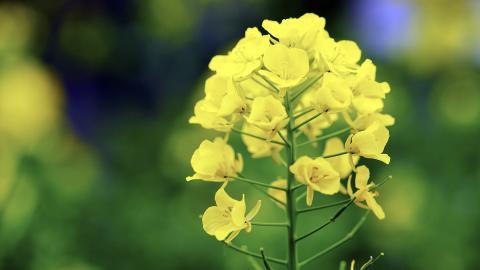 油菜花花海宽屏图片