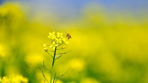 油菜花花海宽屏图片
