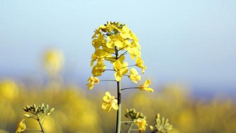 油菜花花海宽屏图片