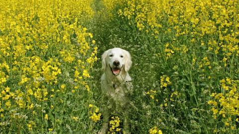 油菜花花海宽屏图片