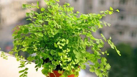 养眼护眼铁线蕨常绿草本植物图片