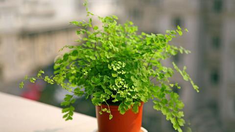 养眼护眼铁线蕨常绿草本植物图片