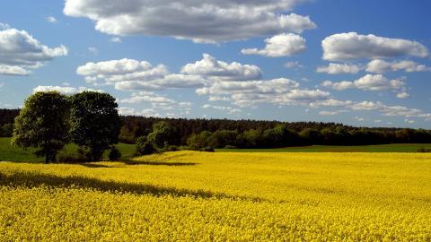 油菜花花海宽屏图片