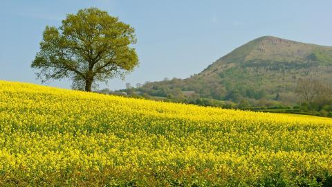 油菜花花海宽屏图片