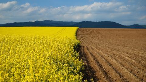油菜花花海宽屏图片