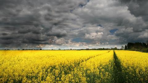 油菜花花海宽屏图片
