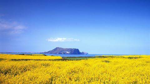 油菜花花海宽屏图片