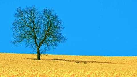 油菜花花海宽屏图片