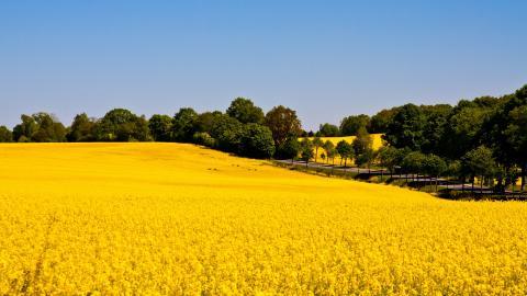 油菜花花海宽屏图片