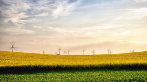 油菜花花海宽屏图片